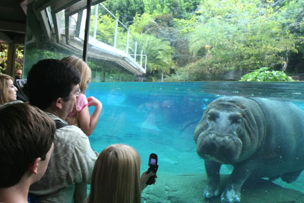 Zoos & Aquariums - Hippo UnDerwater SD Zoo 2